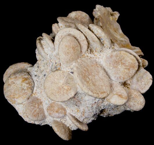 Fossil Sand Dollar (Heliophora) Cluster - Cyber Monday Deal! #14161